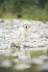Golden Retriever Welpe