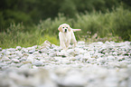 Golden Retriever Welpe
