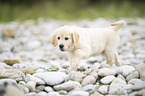 Golden Retriever Welpe