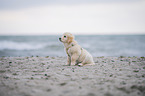 Golden Retriever Welpe