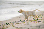 Golden Retriever Welpe