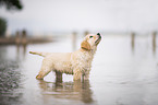 Golden Retriever Welpe