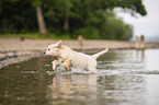 Golden Retriever Welpe