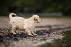 Golden Retriever Welpe