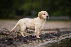 Golden Retriever Welpe