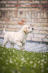 Golden Retriever Welpe