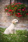 Golden Retriever Welpe