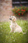 Golden Retriever Welpe