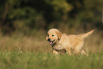 Golden Retriever Welpe