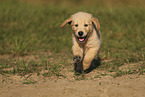 Golden Retriever Welpe