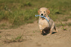 Golden Retriever Welpe