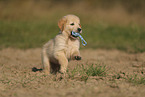 Golden Retriever Welpe