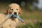 Golden Retriever Welpe