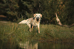 Golden Retriever