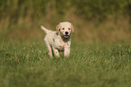 Golden Retriever Welpe