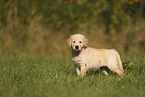 Golden Retriever Welpe