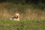 Golden Retriever Welpe