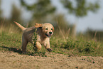 Golden Retriever Welpe