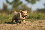 Golden Retriever Welpe