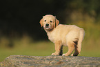 Golden Retriever Welpe