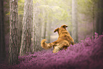 Golden Retriever in der Heide