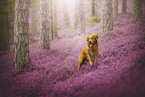 Golden Retriever in der Heide