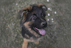 Deutscher Schferhund