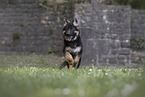 Deutscher Schferhund