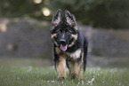 Deutscher Schferhund