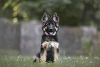 Deutscher Schferhund