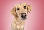 junger Golden Retriever