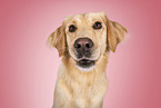 junger Golden Retriever