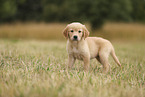 Golden Retriever Welpe