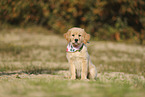 Golden Retriever Welpe