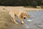 Golden Retriever Welpe
