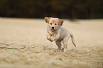 Golden Retriever Welpe