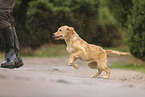 Golden Retriever Welpe