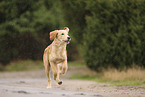 Golden Retriever Welpe