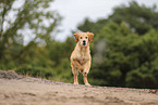 Golden Retriever Welpe