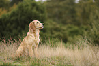 Golden Retriever Welpe