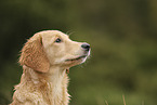 Golden Retriever Welpe