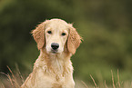 Golden Retriever Welpe