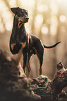 Deutscher Pinscher