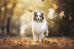Shetland Sheepdog
