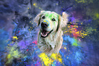 Golden Retriever R�de