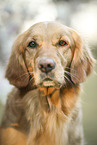 Golden Retriever H�ndin