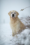 Golden Retriever im Schnee