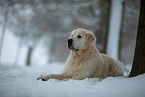 Golden Retriever im Schnee