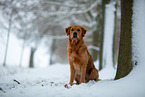 Golden Retriever im Schnee