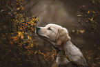 Golden Retriever Welpe